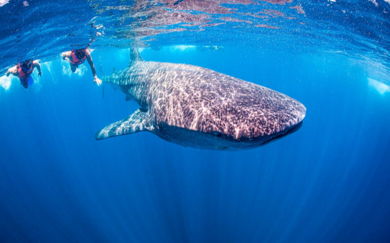 Snorkeling with a whale shark in Isla Mujeres waters